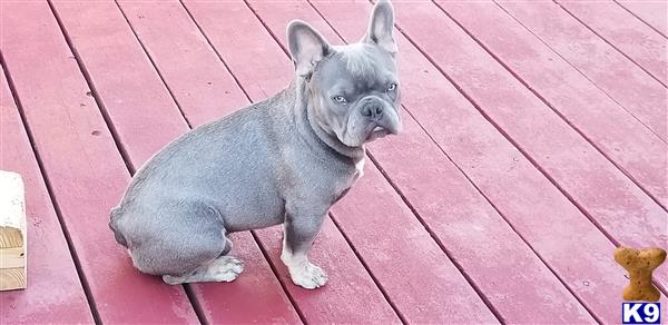 a french bulldog dog sitting on a wood deck