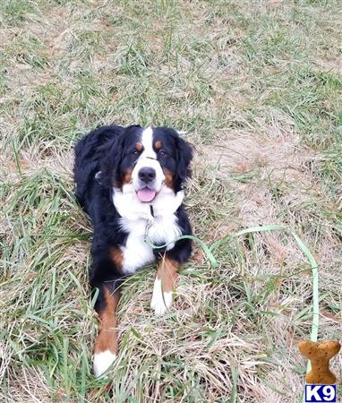 a bernese mountain dog dog holding a toy in its mouth