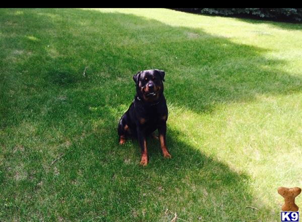 a rottweiler dog standing in a grassy area