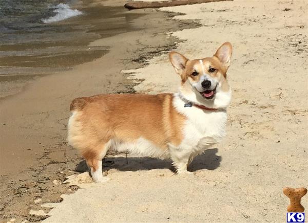 a pembroke welsh corgi dog standing on a beach