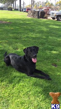 a black labrador retriever dog lying in the grass