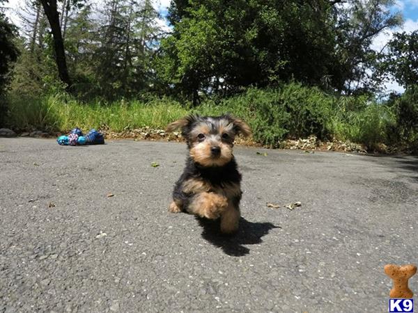 Yorkshire Terrier Puppy for Sale: Hendrix 14 Weeks old