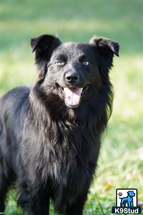 a black australian shepherd dog with its mouth open