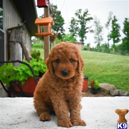 Goldendoodles Puppy for Sale: Mason 2 Years old