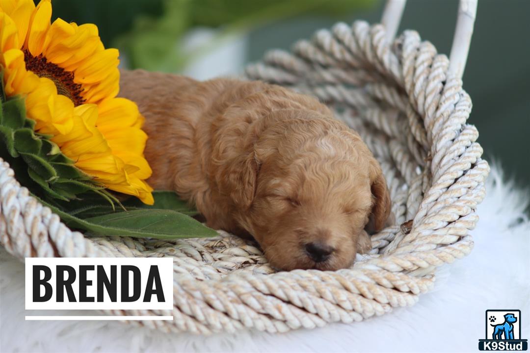 a goldendoodles dog sleeping in a basket with a flower