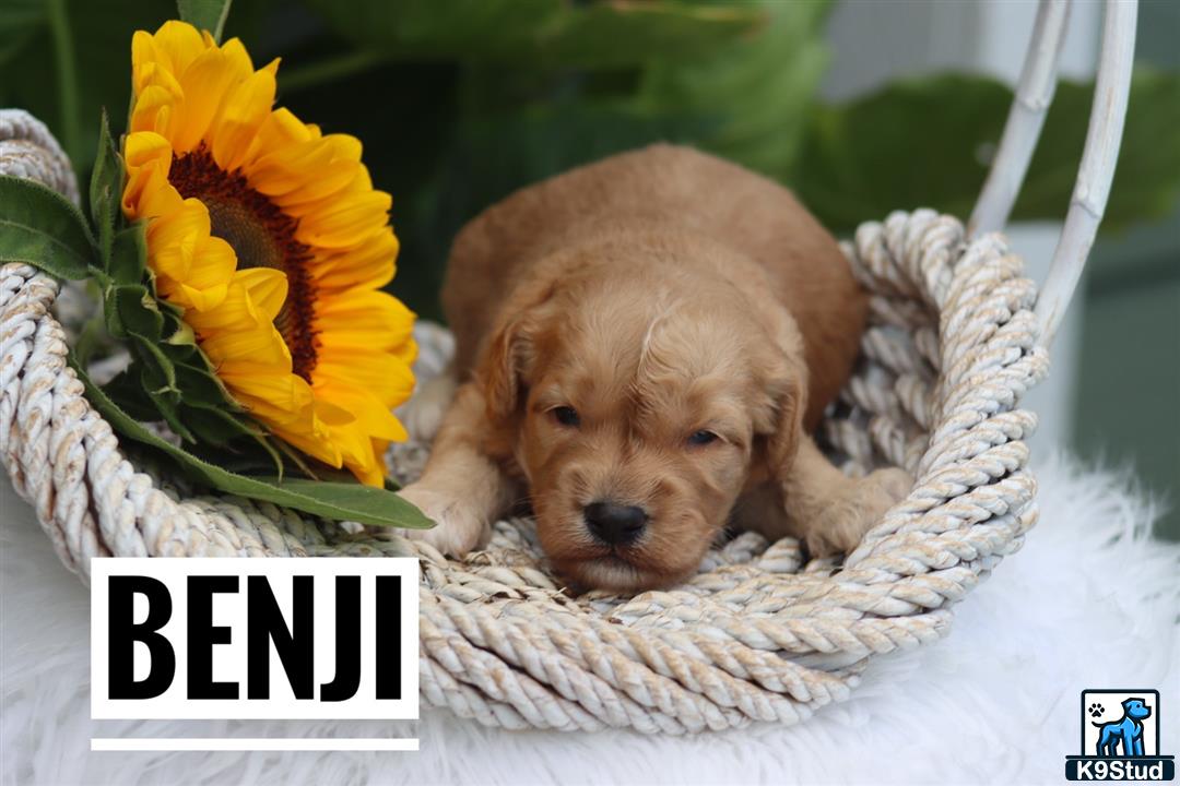 a goldendoodles dog lying in a basket with a flower