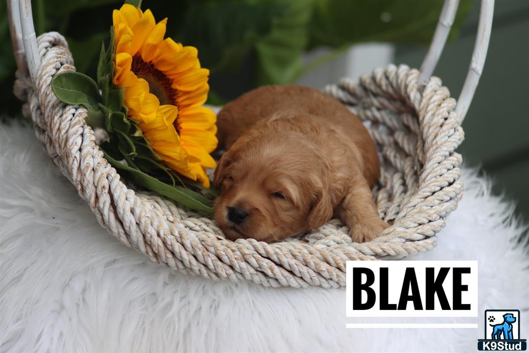 a goldendoodles dog lying in a basket with a flower in it
