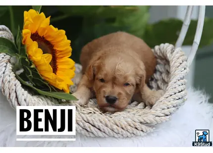 a goldendoodles dog lying in a basket with a flower