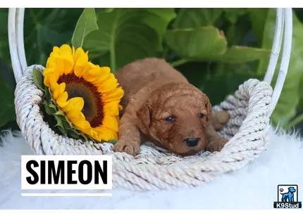 a goldendoodles puppy lying in a basket with a flower