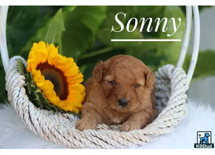 a goldendoodles puppy in a basket with a flower