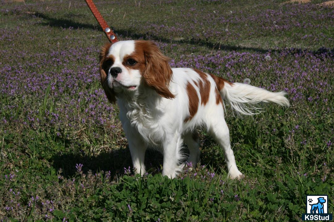 a cavalier king charles spaniel dog on a leash in a field of purple flowers