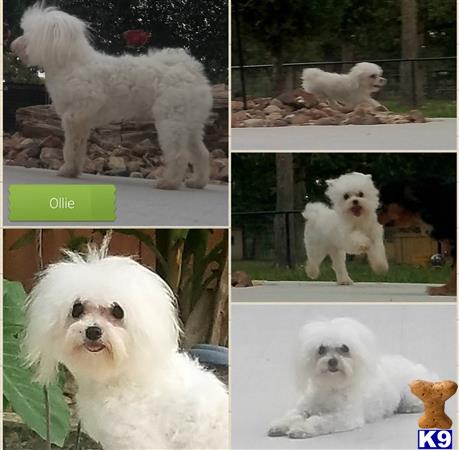 a collage of a maltese dog