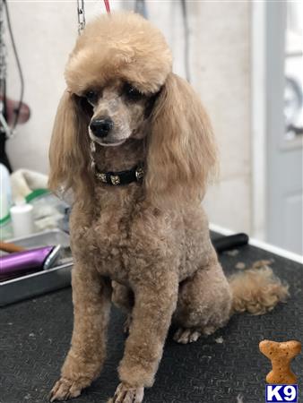a poodle dog sitting on a table