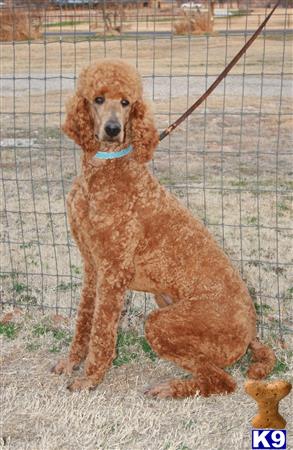 a poodle dog sitting on a leash