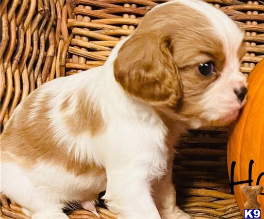 a cavalier king charles spaniel puppy in a basket