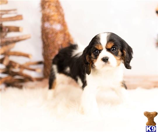 a cavalier king charles spaniel dog in the snow