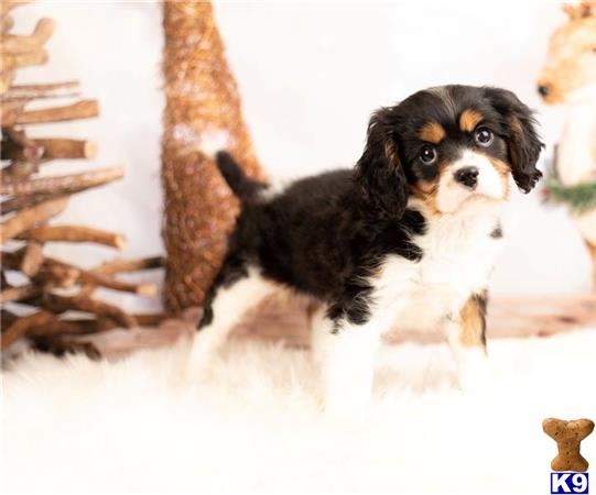 a cavalier king charles spaniel dog standing in the snow