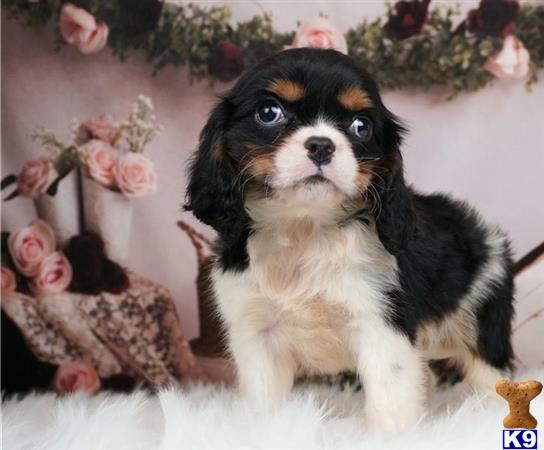 a cavalier king charles spaniel dog sitting in front of a bouquet of flowers