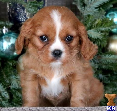 a brown and white cavalier king charles spaniel puppy
