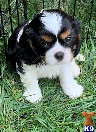 a cavalier king charles spaniel dog sitting in the grass