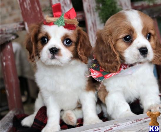 a group of cavalier king charles spaniel dogs wearing holiday hats
