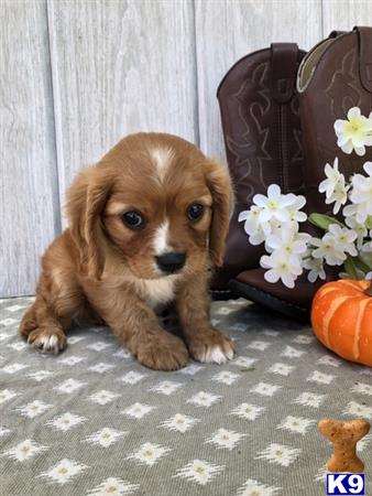 a cavalier king charles spaniel puppy sitting on a table