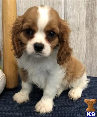 a cavalier king charles spaniel puppy sitting on a blue surface