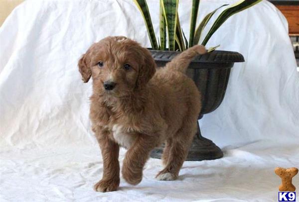 a goldendoodles puppy standing next to a plant