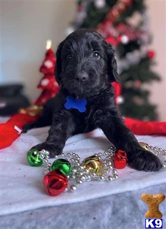 a black goldendoodles dog sitting on a white surface with a christmas tree in the background