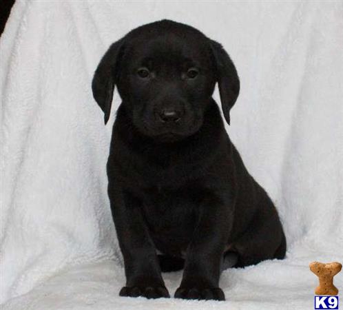 a black labrador retriever puppy sitting on a white surface