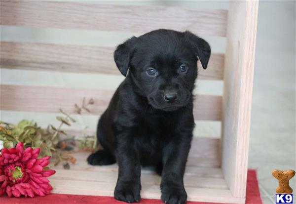 a black labrador retriever puppy sitting on a red surface
