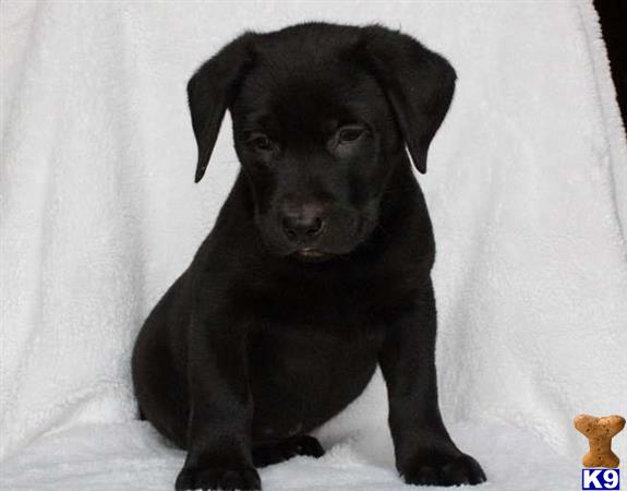 a black labrador retriever puppy sitting on a white surface