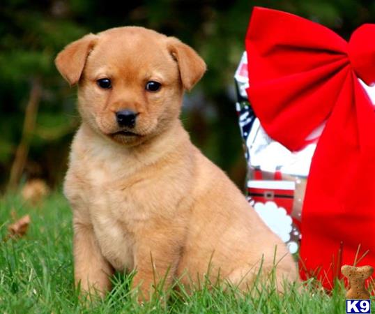 a labrador retriever dog sitting in grass