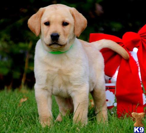 a labrador retriever dog wearing a santa garment