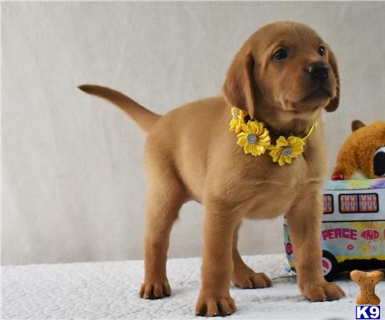 a labrador retriever dog wearing a bow tie