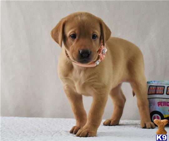 a labrador retriever puppy standing on a white surface