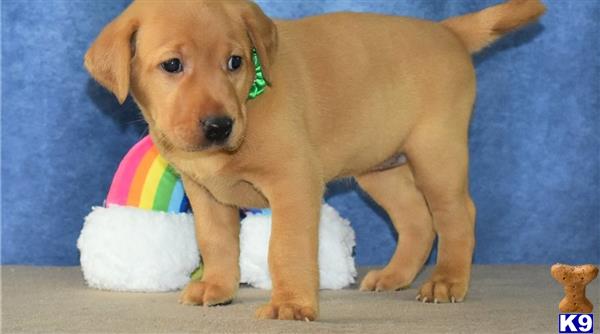 a labrador retriever puppy wearing a rainbow hat
