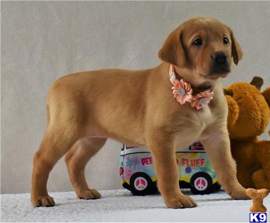 a labrador retriever dog standing on a toy car