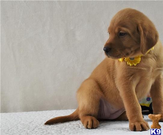 a labrador retriever puppy sitting on the floor