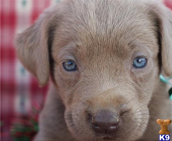 a labrador retriever dog with blue eyes