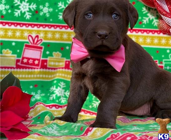 a labrador retriever puppy wearing a pink bow tie