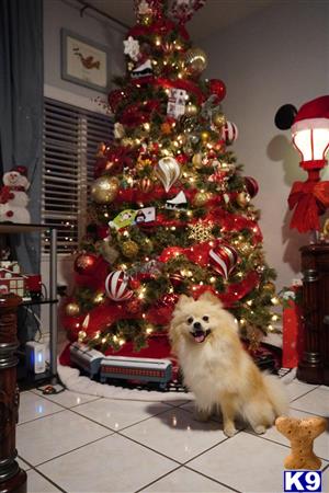 a pomeranian dog sitting in front of a christmas tree