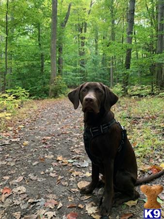 a labrador retriever dog sitting on a trail in the woods