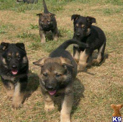 a group of german shepherd dogs on grass