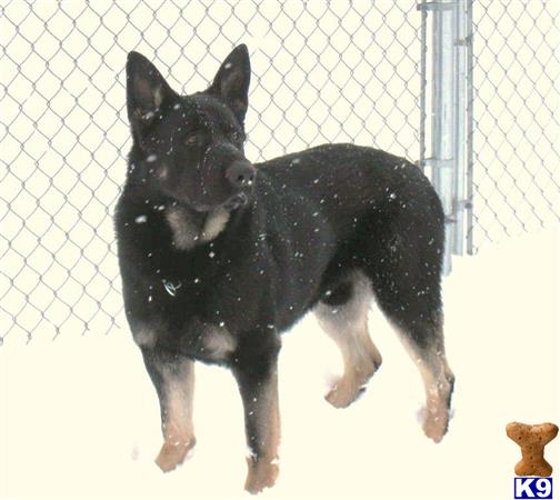 a black german shepherd dog with a white background