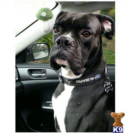 a boxer dog in a car