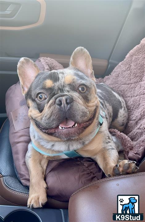 a french bulldog dog sitting in a car