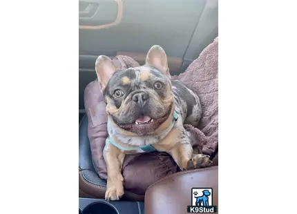 a french bulldog dog sitting in a car