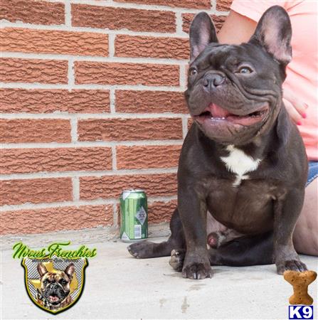 a french bulldog dog sitting next to a can