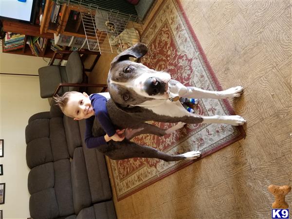 a boy and a great dane dog